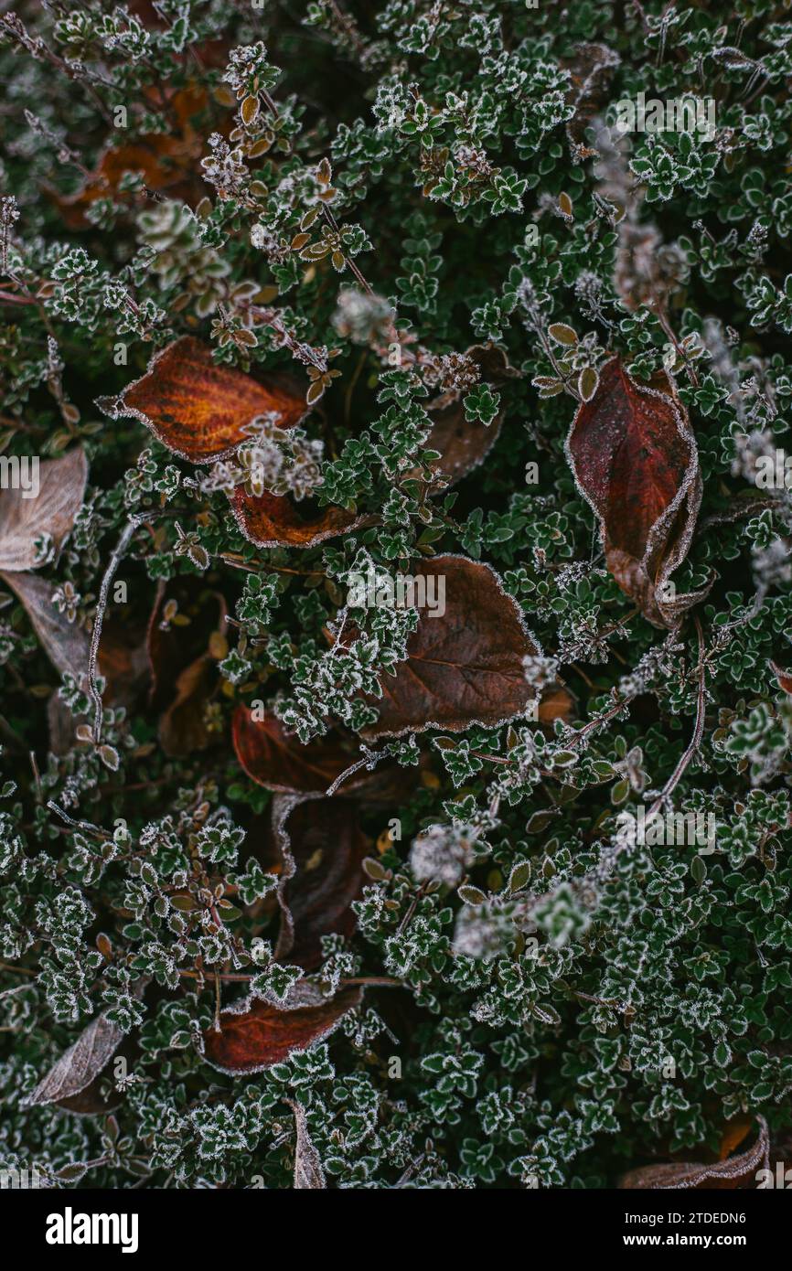 Garden Thyme Covered in Frost Stock Photo Alamy