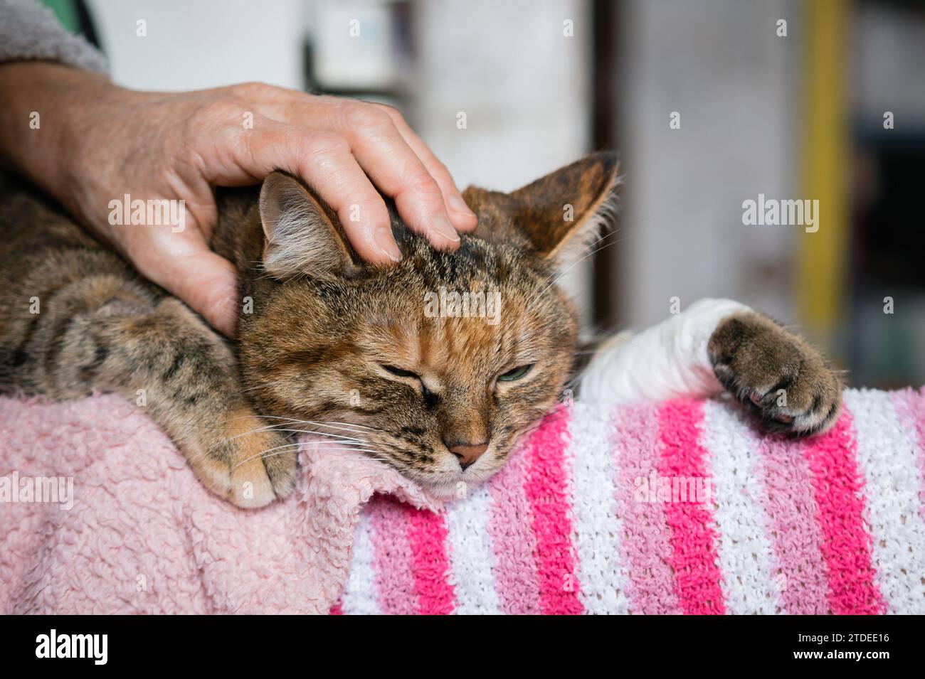 The owner's hand strokes a sad tabby cat with a bandaged paw lying on