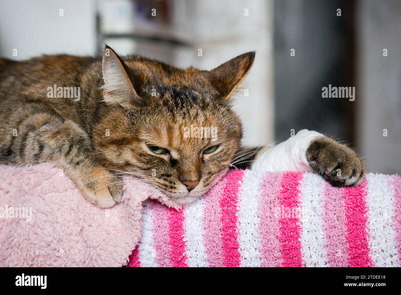 A tabby cat with a bandaged paw lies on the legs of its owner with a sad look Stock Photo