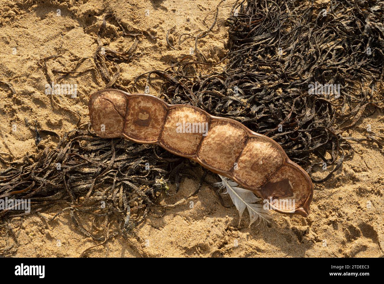 Sea Bean, or Sea Heart Entada sp. Washed up on beach. Seed pods