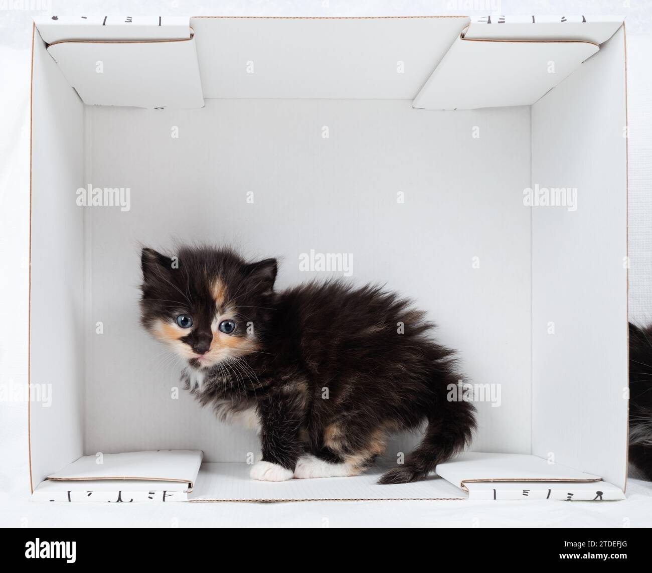 Tiny tortoiseshell kitten in a white cardboard box. Stock Photo