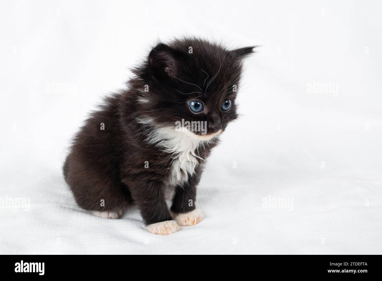 Small cute black and white kitten sits on white sheet. Stock Photo