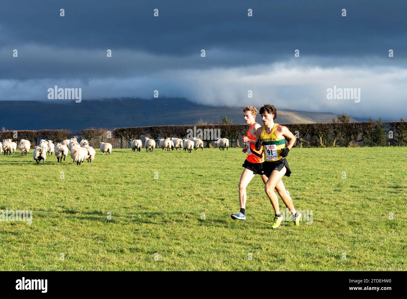 Leading the field, Cumbria Cross-country League Series: Race 5, Frenchfield, Penrith, Westmorland and Furness, Cumbria. Stock Photo