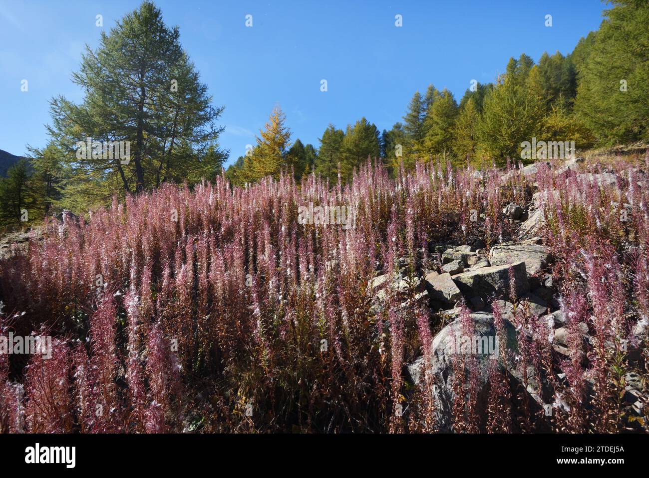 Masses of Seeding Rosebay Willowherb or Fireweed, Chamaenerion angustifolium, Showing Seed Capsules & Cotton Wool Seeds on Hillside in French Alps Stock Photo
