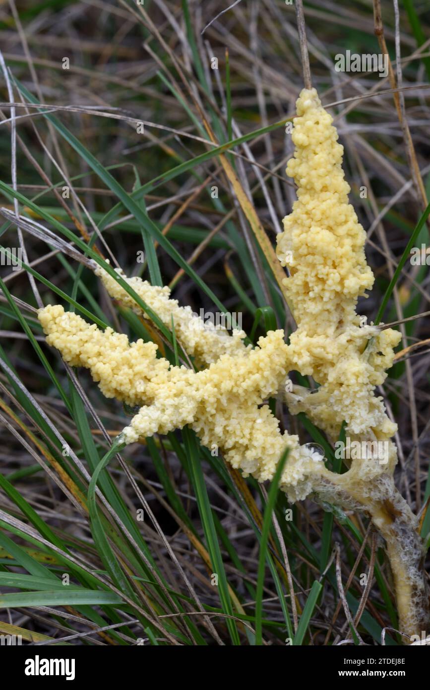 Fuligo septica Slime Mold or Slime Mould known as Scrambled Egg Slime, Flowers of Tan, Jasmine Mold or Dog Vomit Mold Growing in Grass Stock Photo