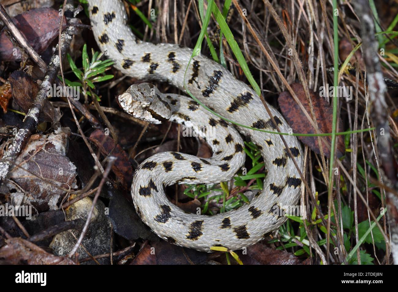 Asp snake hi-res stock photography and images - Alamy