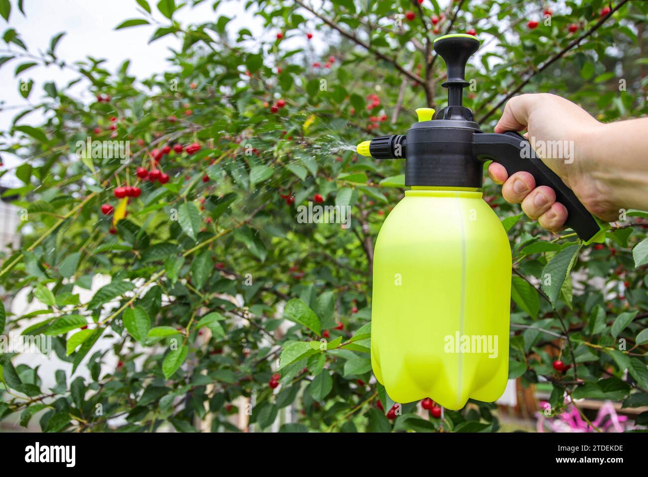 Spraying cherries with boric acid and a solution from parasites. Stock Photo