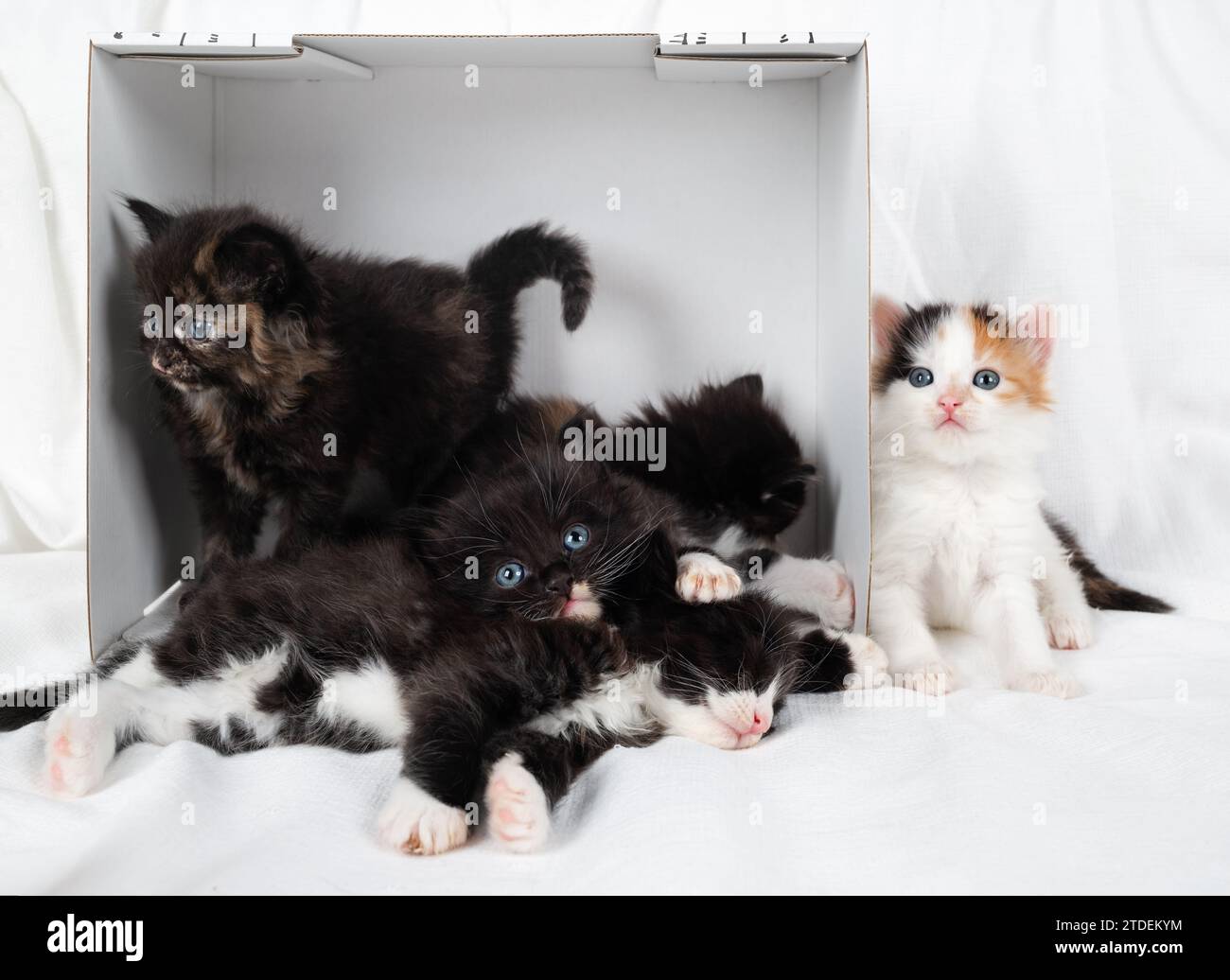 Five little cute kittens and white cardboard box. Stock Photo