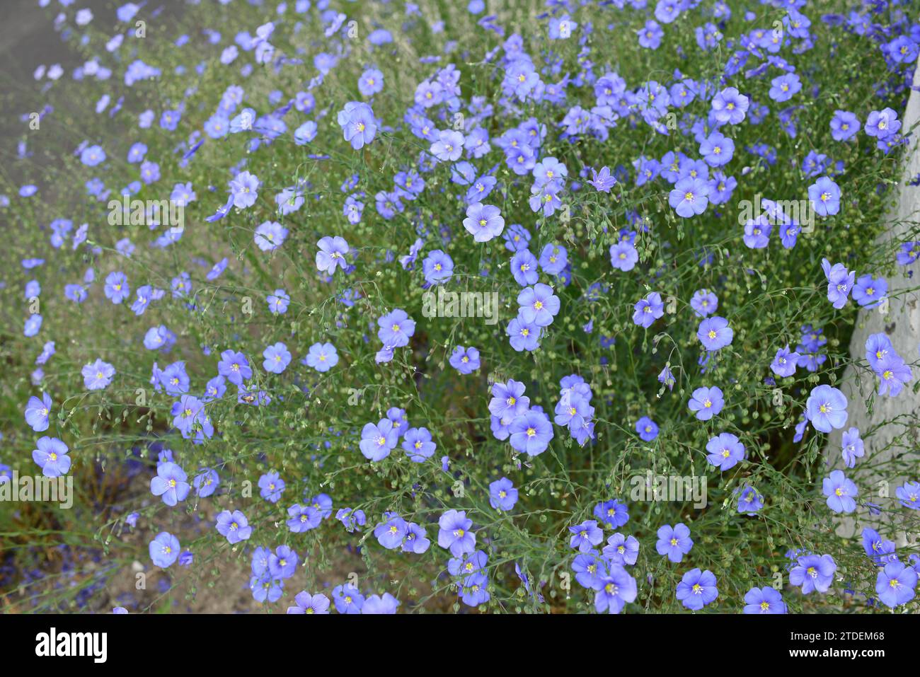 Nemophila japan hi-res stock photography and images - Alamy