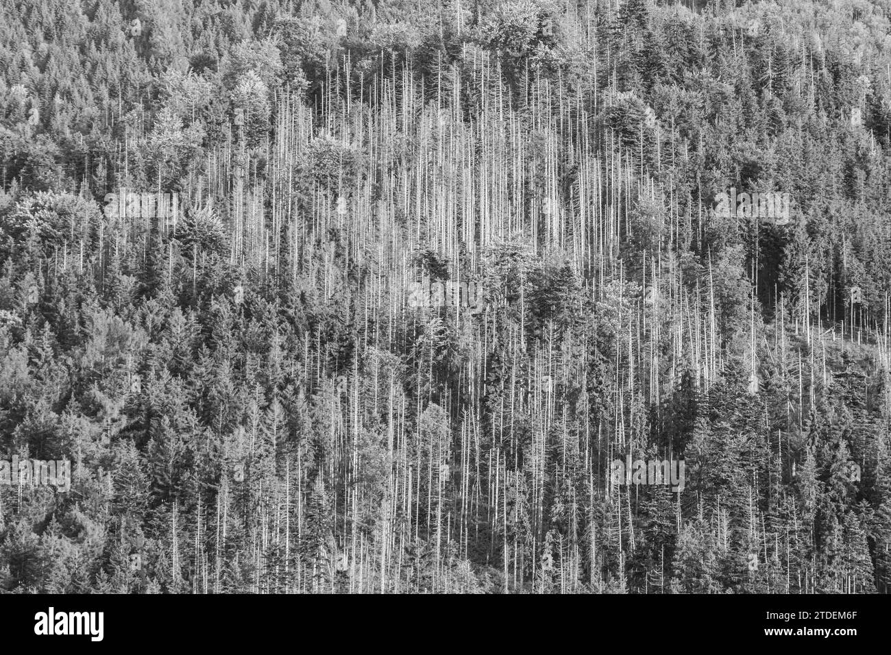 Coniferous forest on rocky hillside of mountain in Tatra National Park Stock Photo