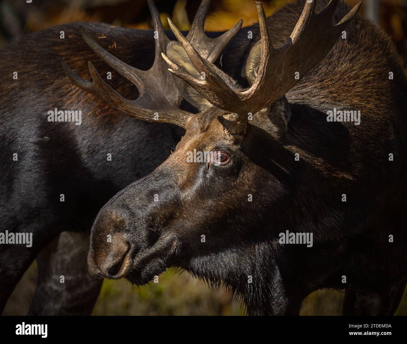 Bull moose at Gibbon River in Yellowstone National Park, Wyoming. Stock Photo