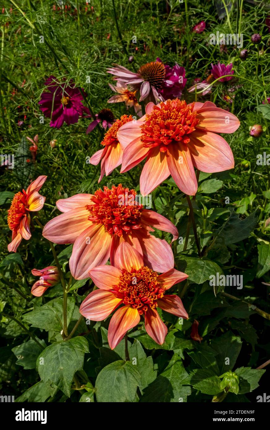 Close up of anemone orange dahlia dahlias 'Totally Tangerine' flowers flower flowering in summer border England UK Britain Stock Photo