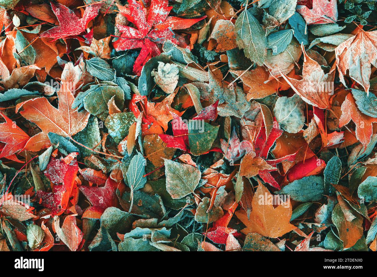 Frozen leaves on the ground in frosty winter morning, colorful autumnal foliage as background, directly above Stock Photo