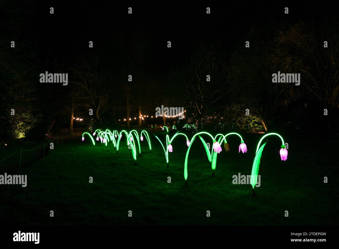 HELIGAN CHRISTMAS LIGHTS HELIGAN NIGHT GARDEN LOST GARDENS OF HELIGAN