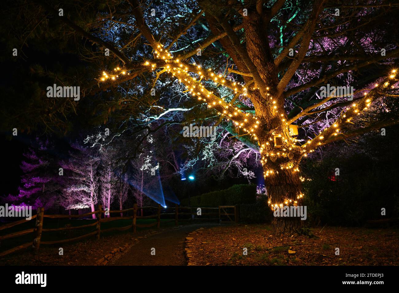 HELIGAN CHRISTMAS LIGHTS HELIGAN NIGHT GARDEN LOST GARDENS OF HELIGAN