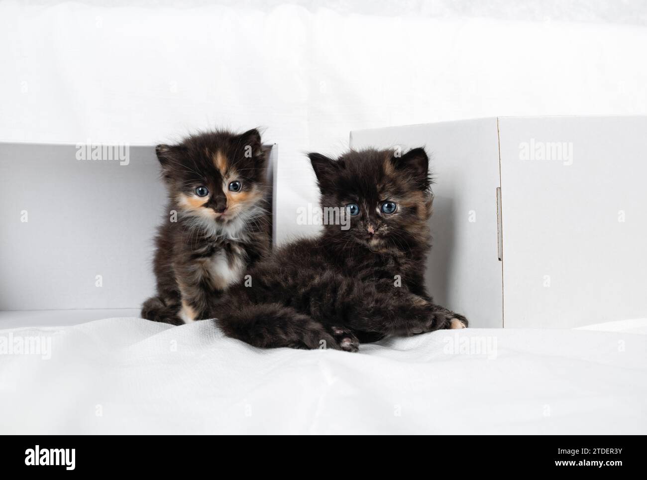 Two cute tortoiseshell kittens and white cardboard boxes. Stock Photo
