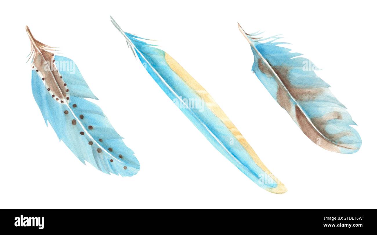 Blue feathers isolated on white background, watercolor hand drawn ...