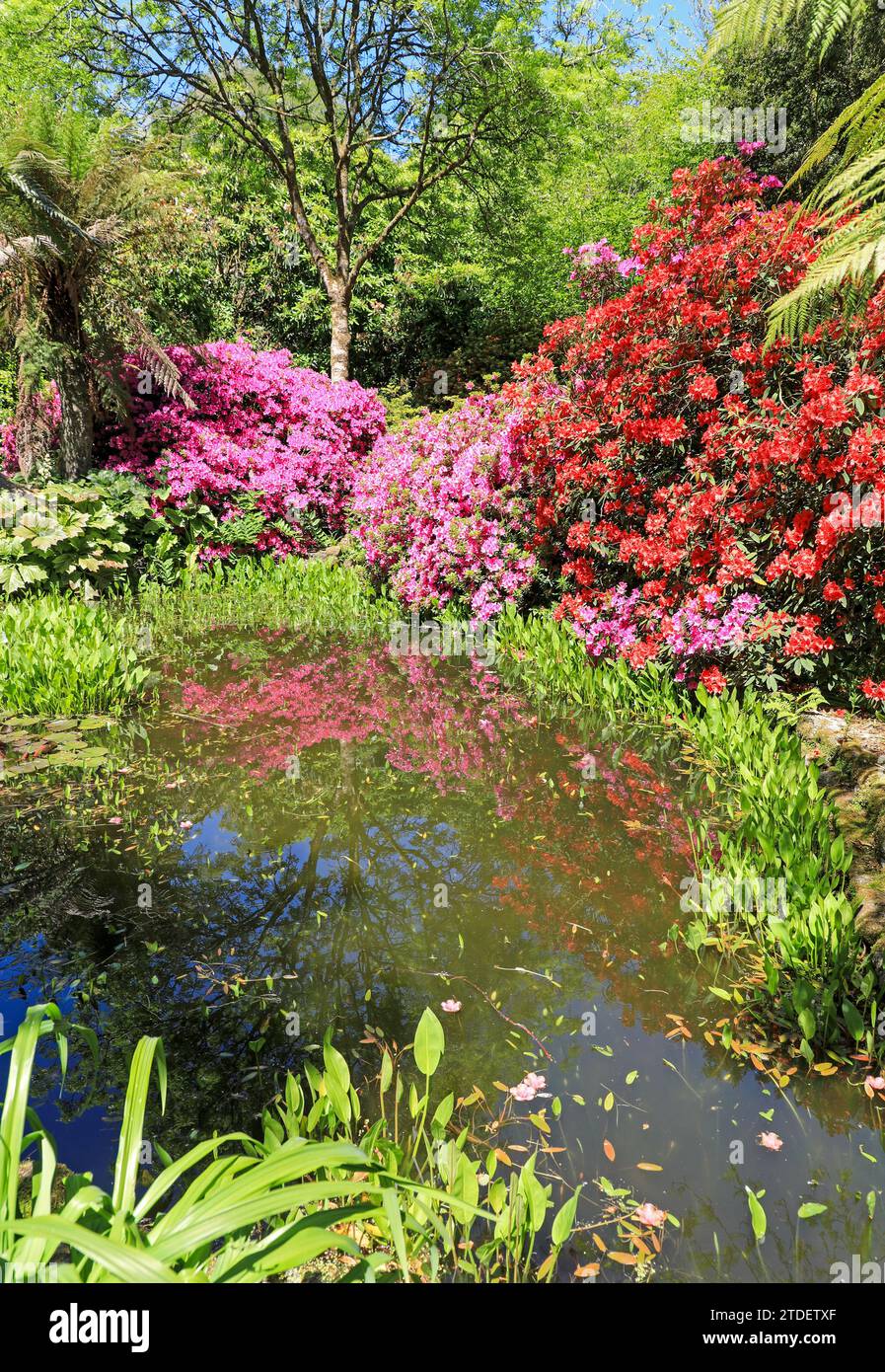 Rhododendrons and Azaleas reflected in a pond at Trengwainton Gardens Cornwall, England, UK Stock Photo