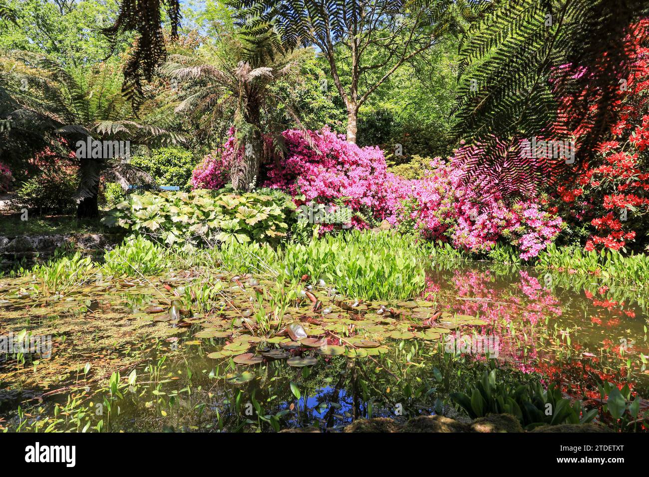 Rhododendrons and Azaleas reflected in a pond at Trengwainton Gardens Cornwall, England, UK Stock Photo