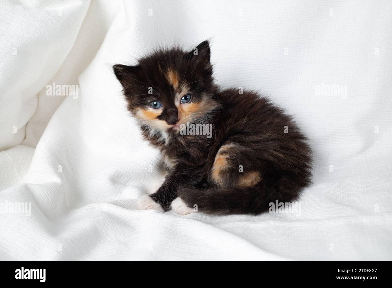 Cute tortoiseshell kitten cat sitting on white sheet background. Stock Photo