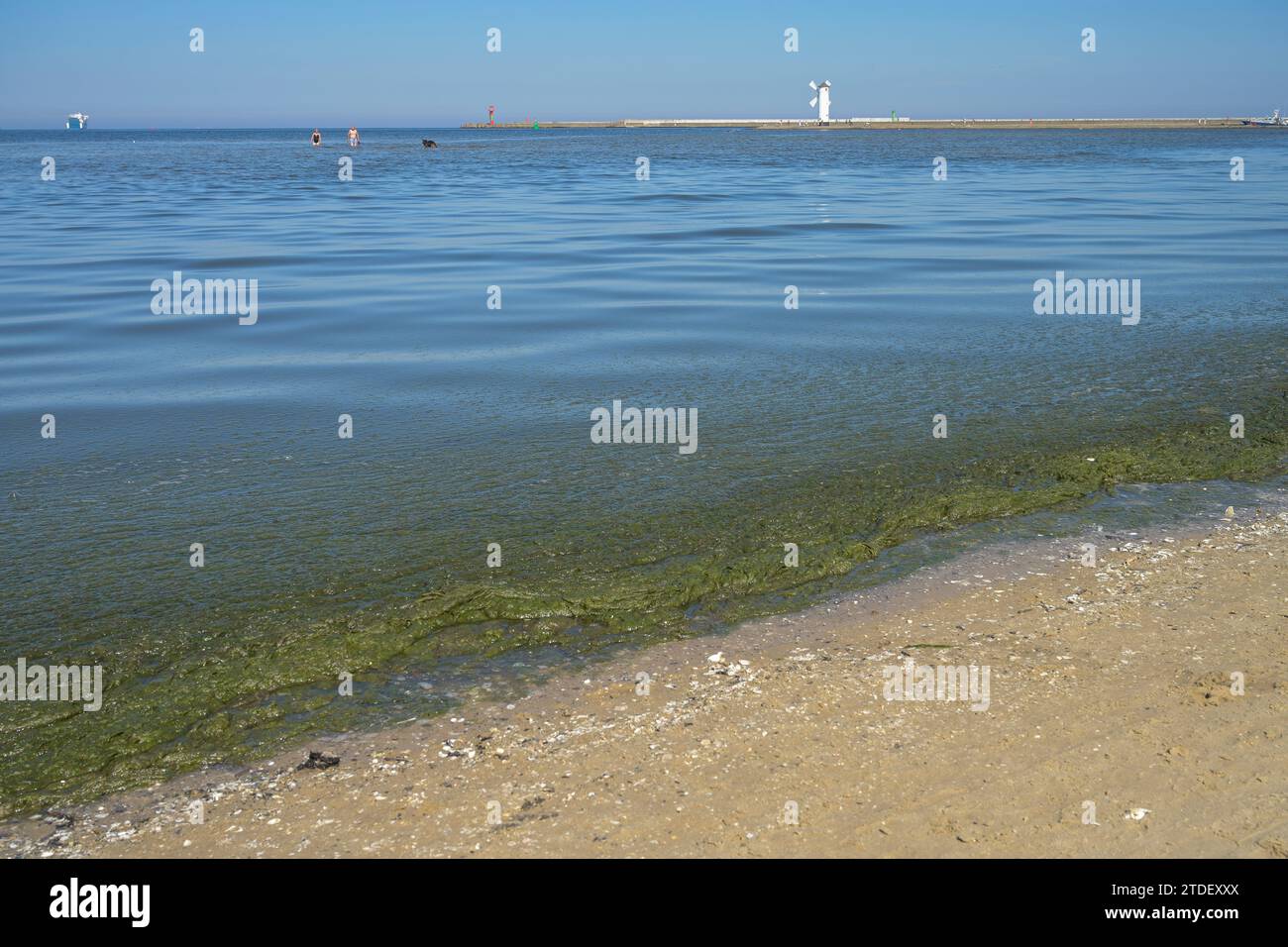 Angeschwemmte Algen, Strand, Swinemünde, Woiwodschaft Westpommern, Polen Stock Photo