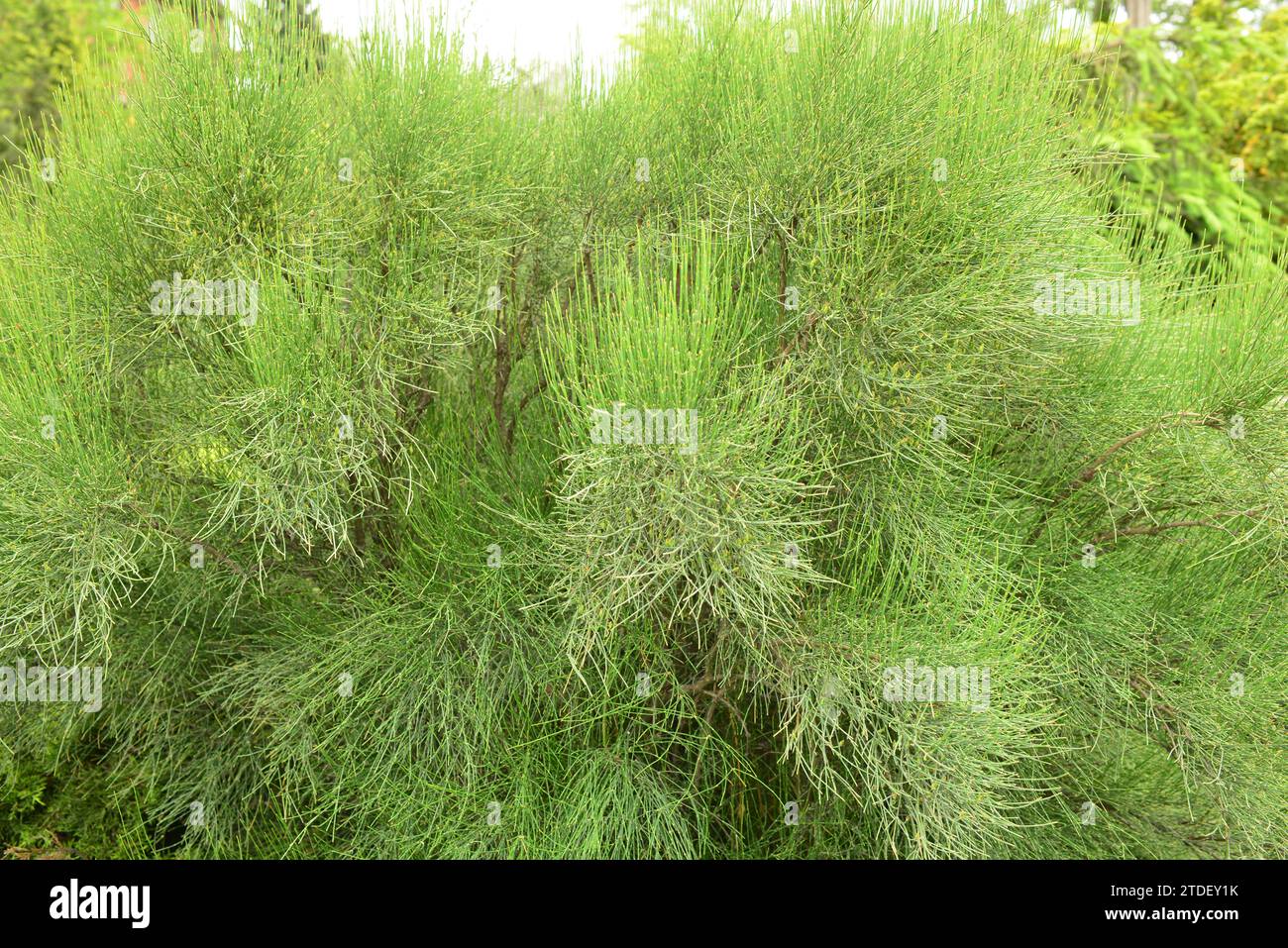 Chinese ephedra plant (Ephedra sinica stapf) Stock Photo