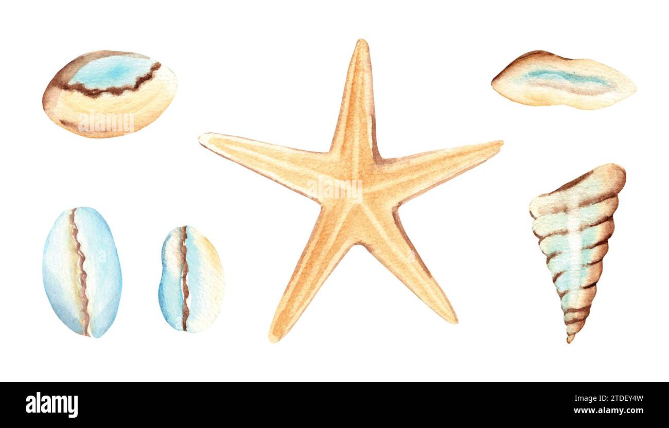 Set of small sea shells and seastar. Marine design elements in pale ...