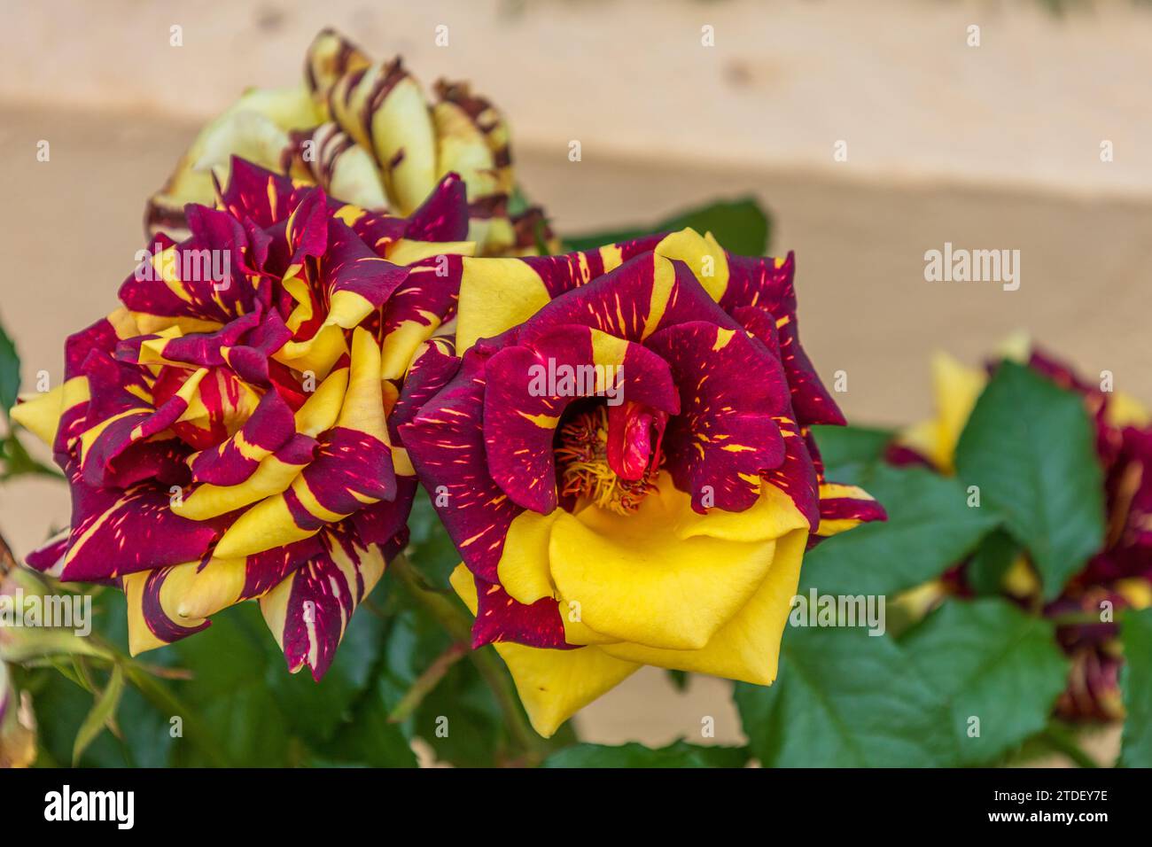 Rose Abracadabra Flower Stock Photo