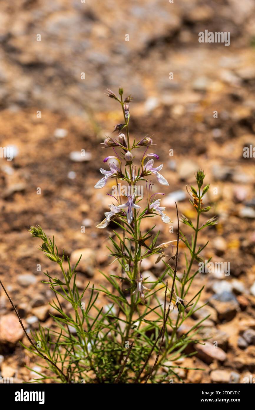 Teucrium pseudochamaepitys, Ground-pine Germande Flower Stock Photo