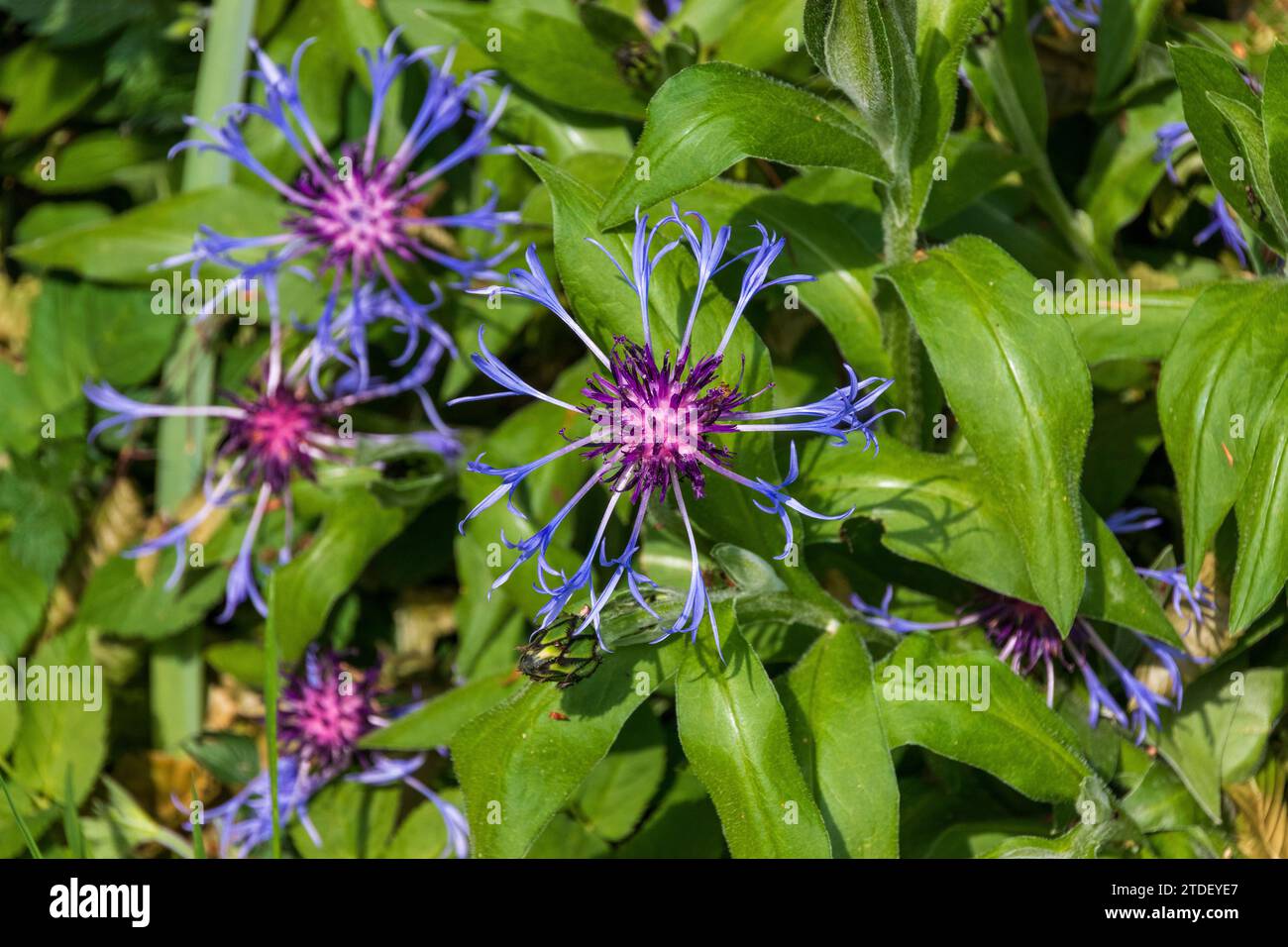 Centaurea montana, Perennial Cornflower Stock Photo