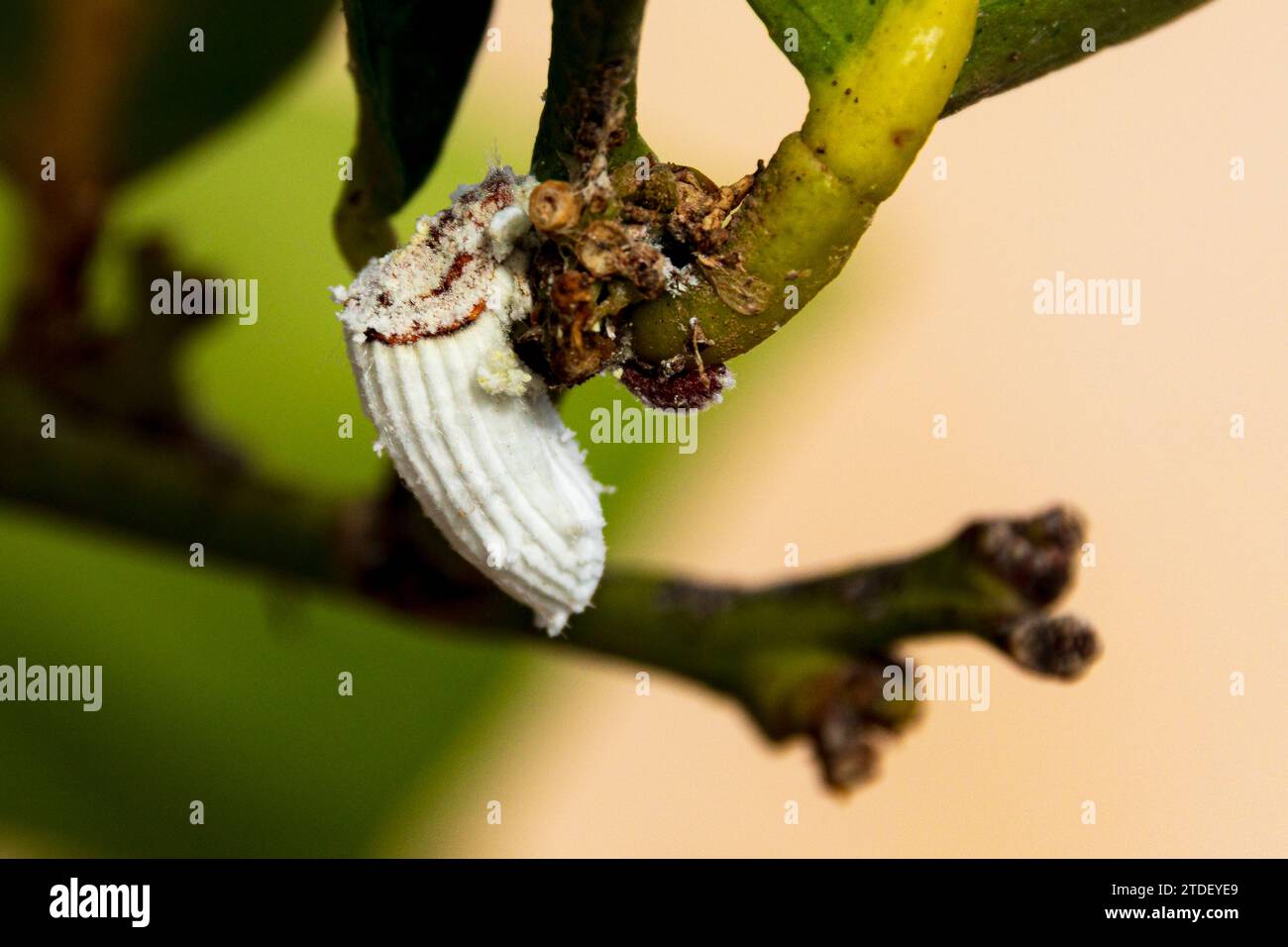 Icerya purchasi, Cottony cushion scale on a Lemon Tree Stock Photo