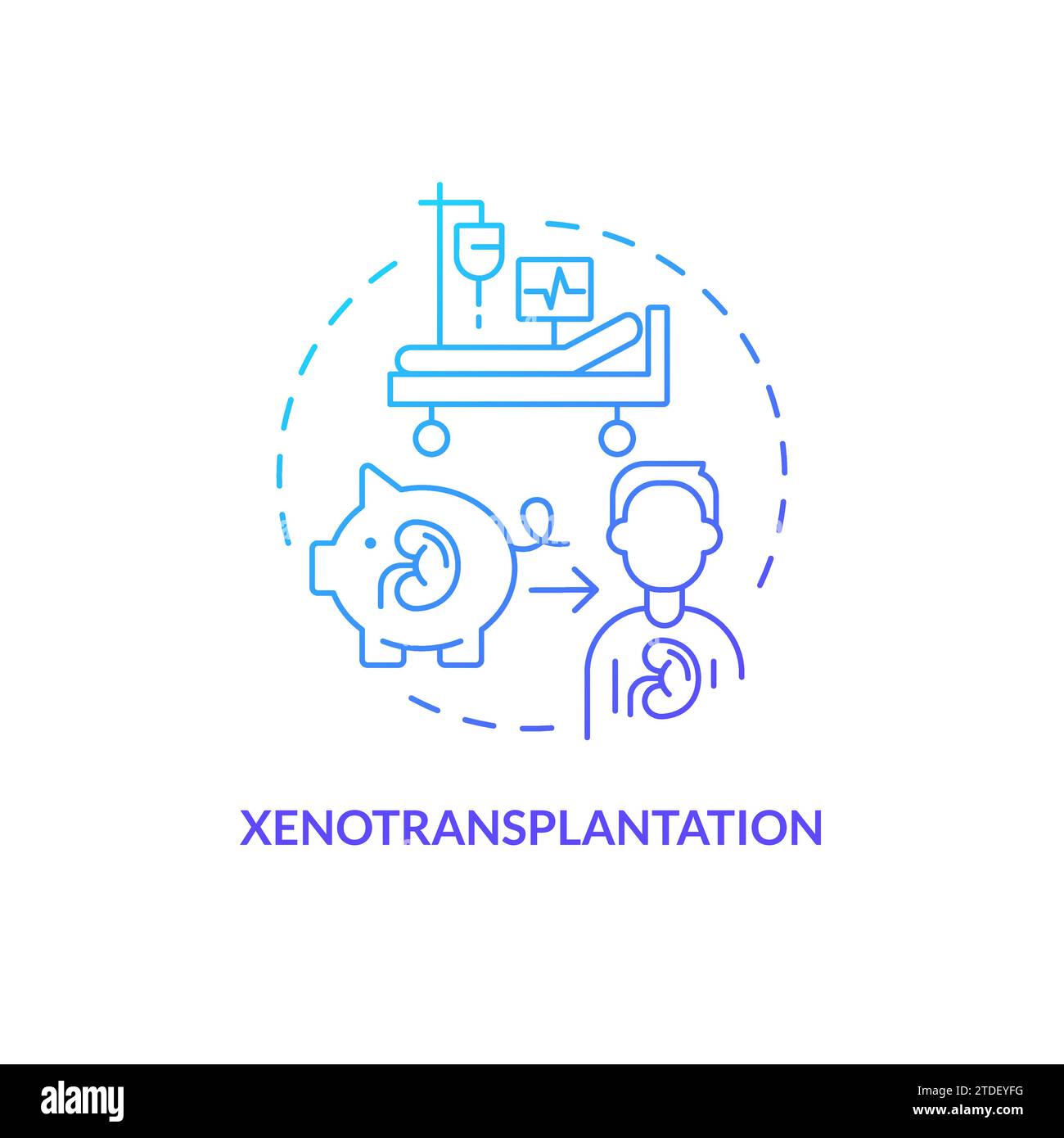 Thin line simple gradient xenotransplantation icon concept Stock Vector