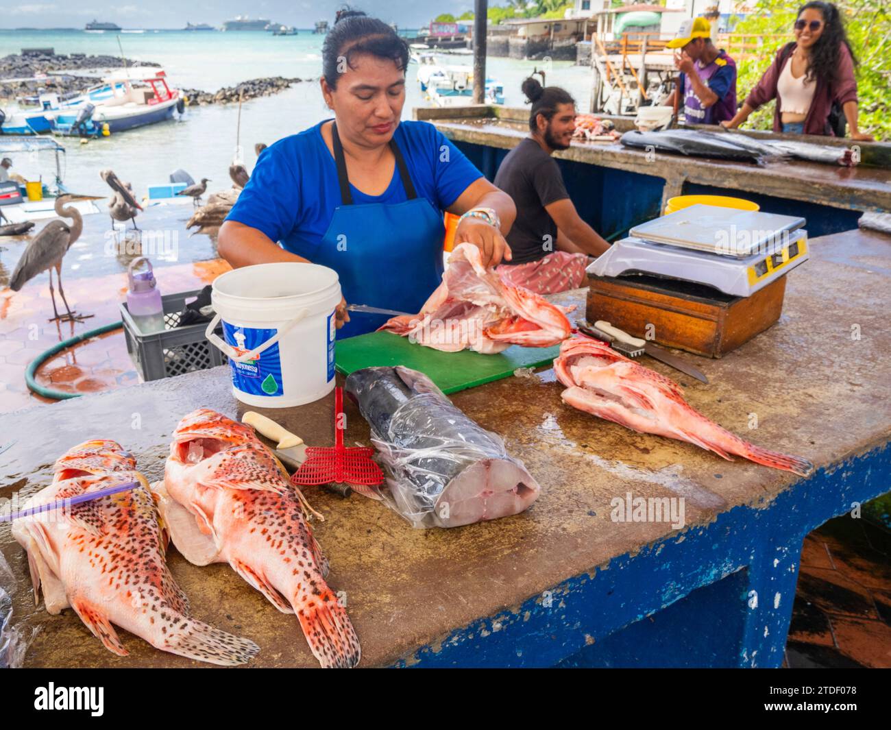 A woman preparing fish at the fish market in Puerto Azorra, Santa Cruz Island, Galapagos Islands, UNESCO World Heritage Site, Ecuador, South America Stock Photo