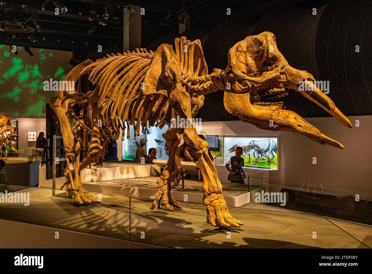 Dinosaur exhibits, Royal Tyrrell Museum, Drumheller, Alberta, Canada, North America Stock Photo