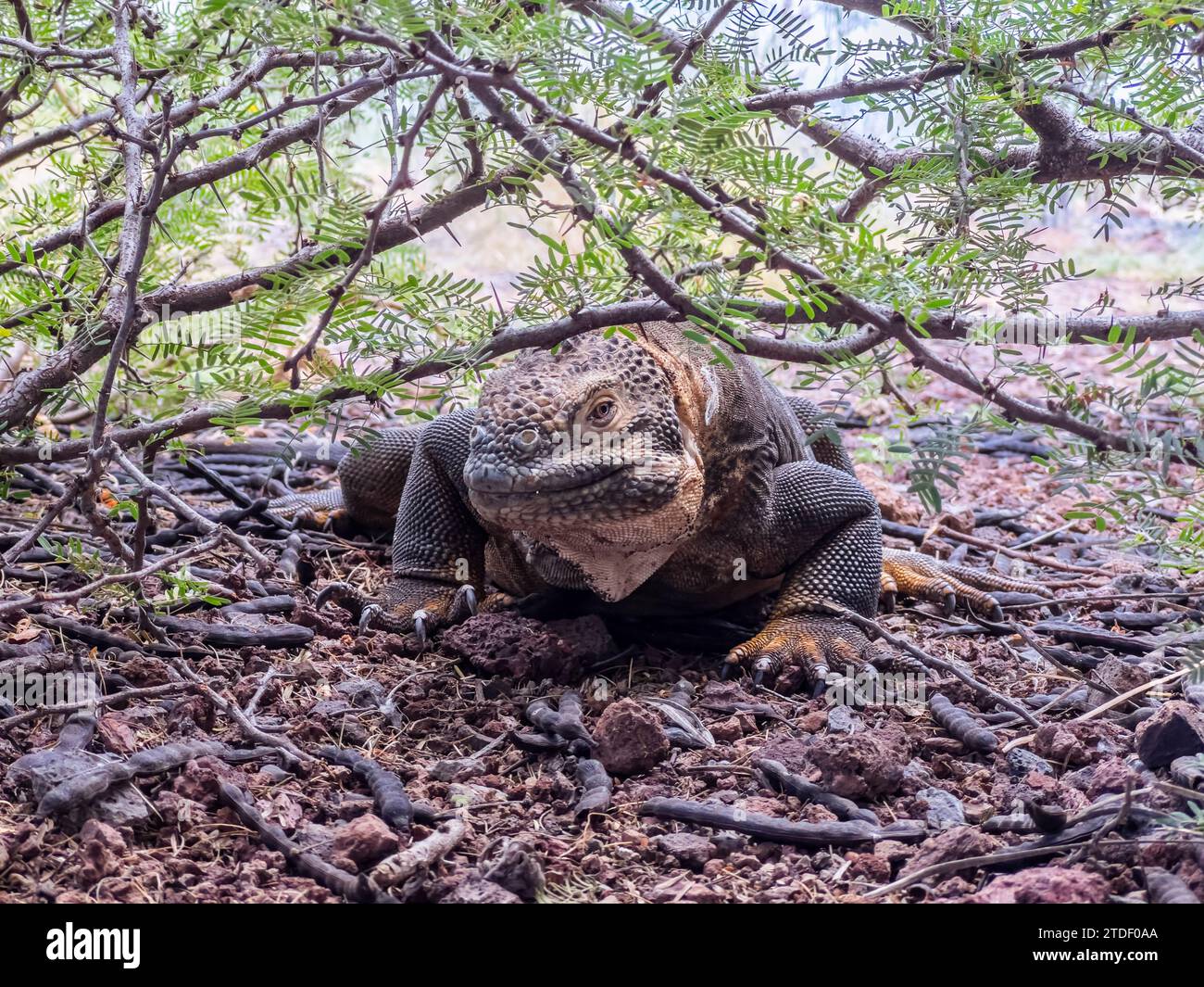 An adult Galapagos land iguana (Conolophus subcristatus), basking in Urbina Bay, Galapagos Islands, UNESCO World Heritage Site, Ecuador, South America Stock Photo