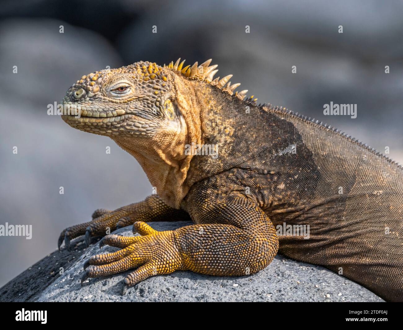 An adult Galapagos land iguana (Conolophus subcristatus), basking on North Seymour Island, Galapagos Islands, UNESCO World Heritage Site, Ecuador Stock Photo