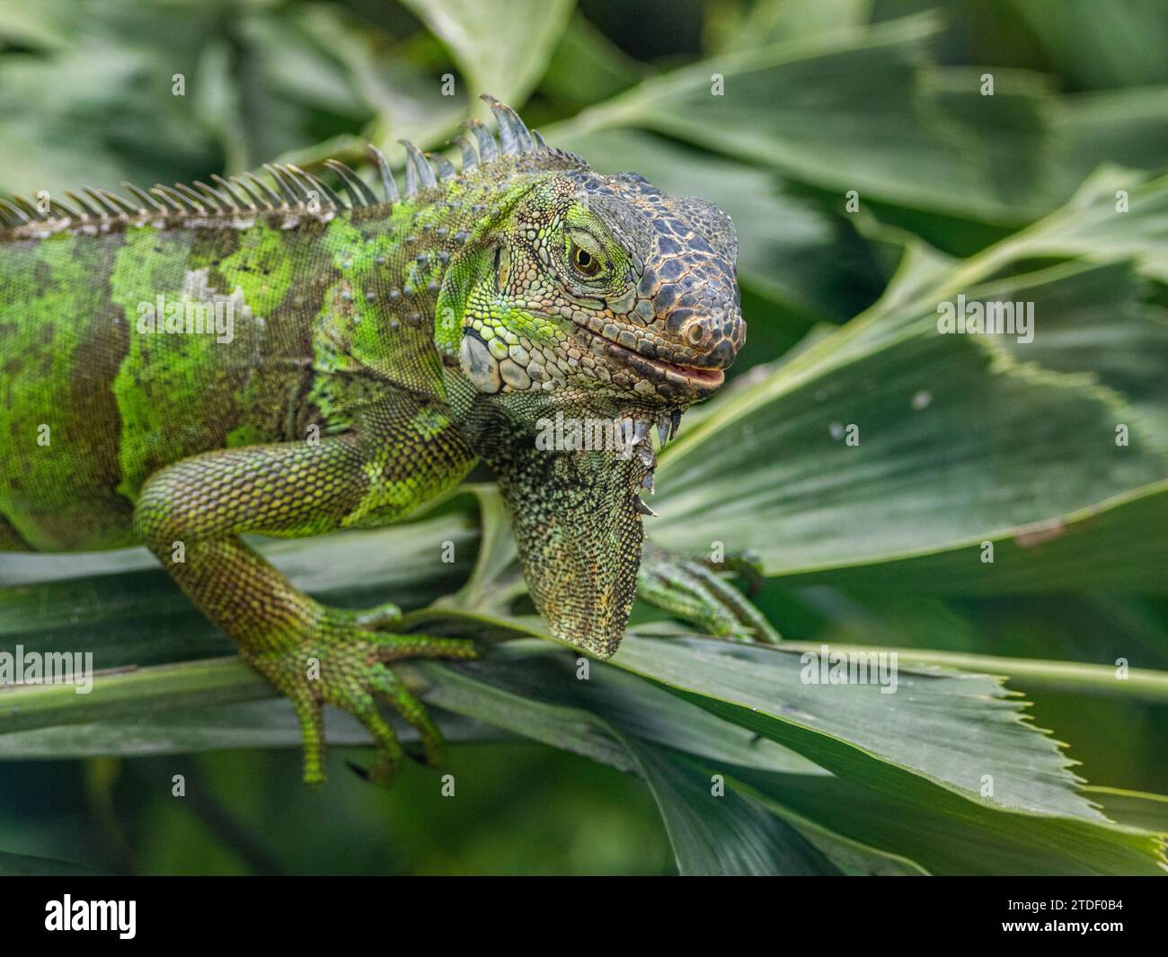 An adult male green Iguana (Iguana iguana), basking in the sun at the airport in Guayaquil, Ecuador, South America Stock Photo