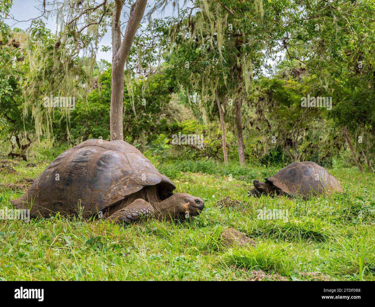 Wild Galapagos giant tortoises (Chelonoidis spp), found in Rancho Manzanillo, Santa Cruz Island, Galapagos Islands, UNESCO World Heritage Site Stock Photo