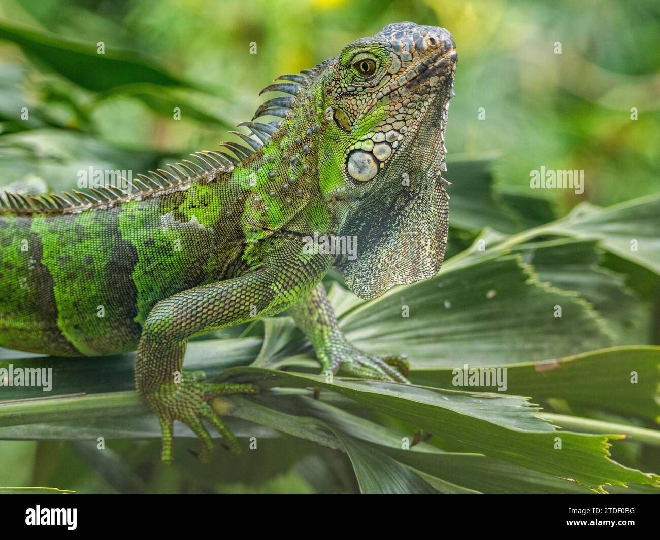 An adult male green Iguana (Iguana iguana), head bobbing in the sun at the airport in Guayaquil, Ecuador, South America Stock Photo
