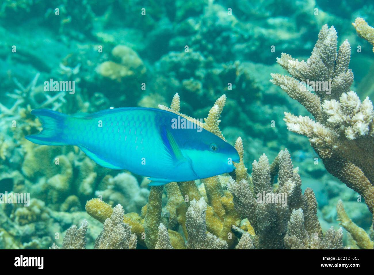 An adult darkcap parrotfish (Scarus oviceps), off the reef on Kawe Island, Raja Ampat, Indonesia, Southeast Asia Stock Photo