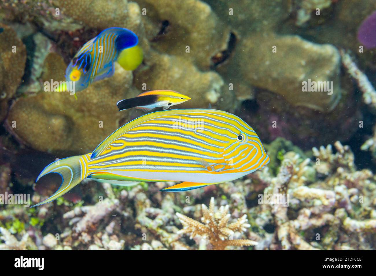 An adult bluestreak cleaner wrasse (Labroides dimidiatus) at a cleaning station on the reef off Kri Island, Raja Ampat, Indonesia, Southeast Asia Stock Photo