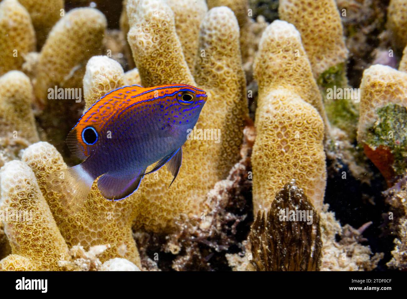 An adult speckled damsel (Pomacentrus bankanensis), off the reef on Wohof Island, Raja Ampat, Indonesia, Southeast Asia Stock Photo