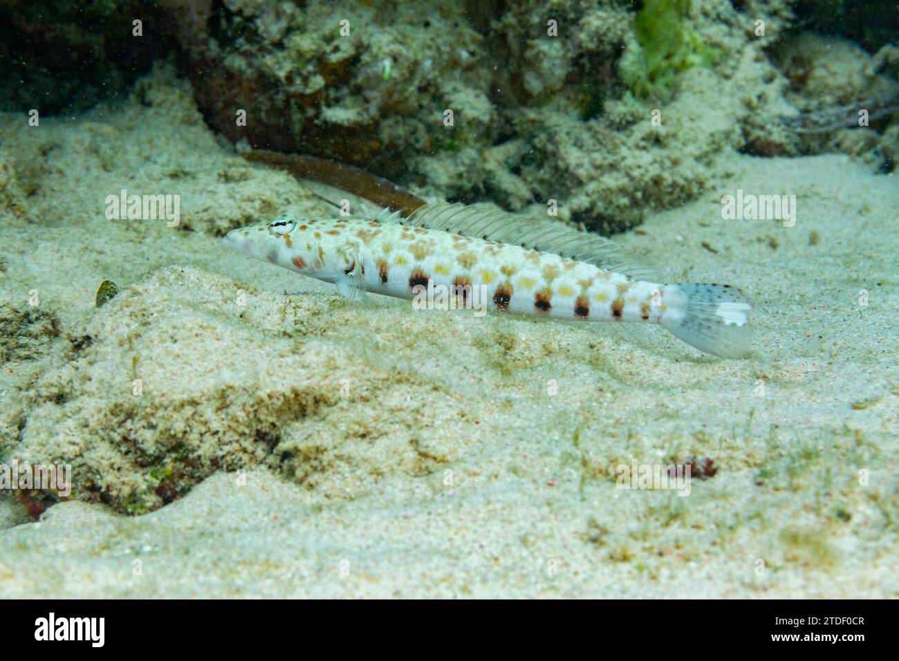 An adult thousand-spot grubfish (Parapercis millepunctatus), out over open sand off Bangka Island, Indonesia, Southeast Asia Stock Photo