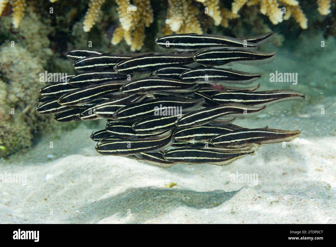 A school of striped catfish (Plotosus lineatus), off the reef on Bangka Island, near Manado, Indonesia, Southeast Asia Stock Photo