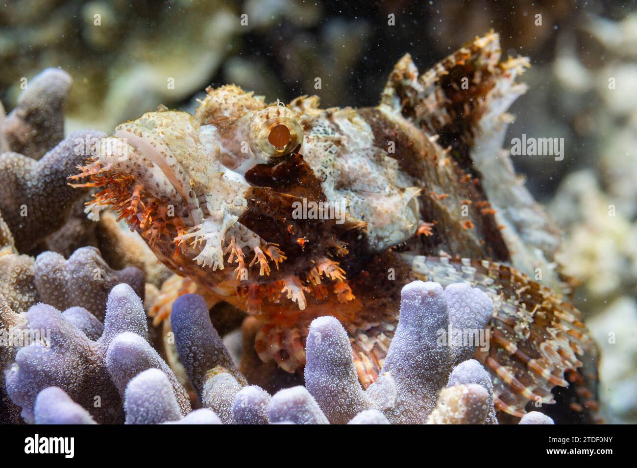 An adult tassled scorpionfish (Scorpaenopsis oxycephalus) camouflaged in the coral, Port Airboret, Raja Ampat, Indonesia, Southeast Asia Stock Photo