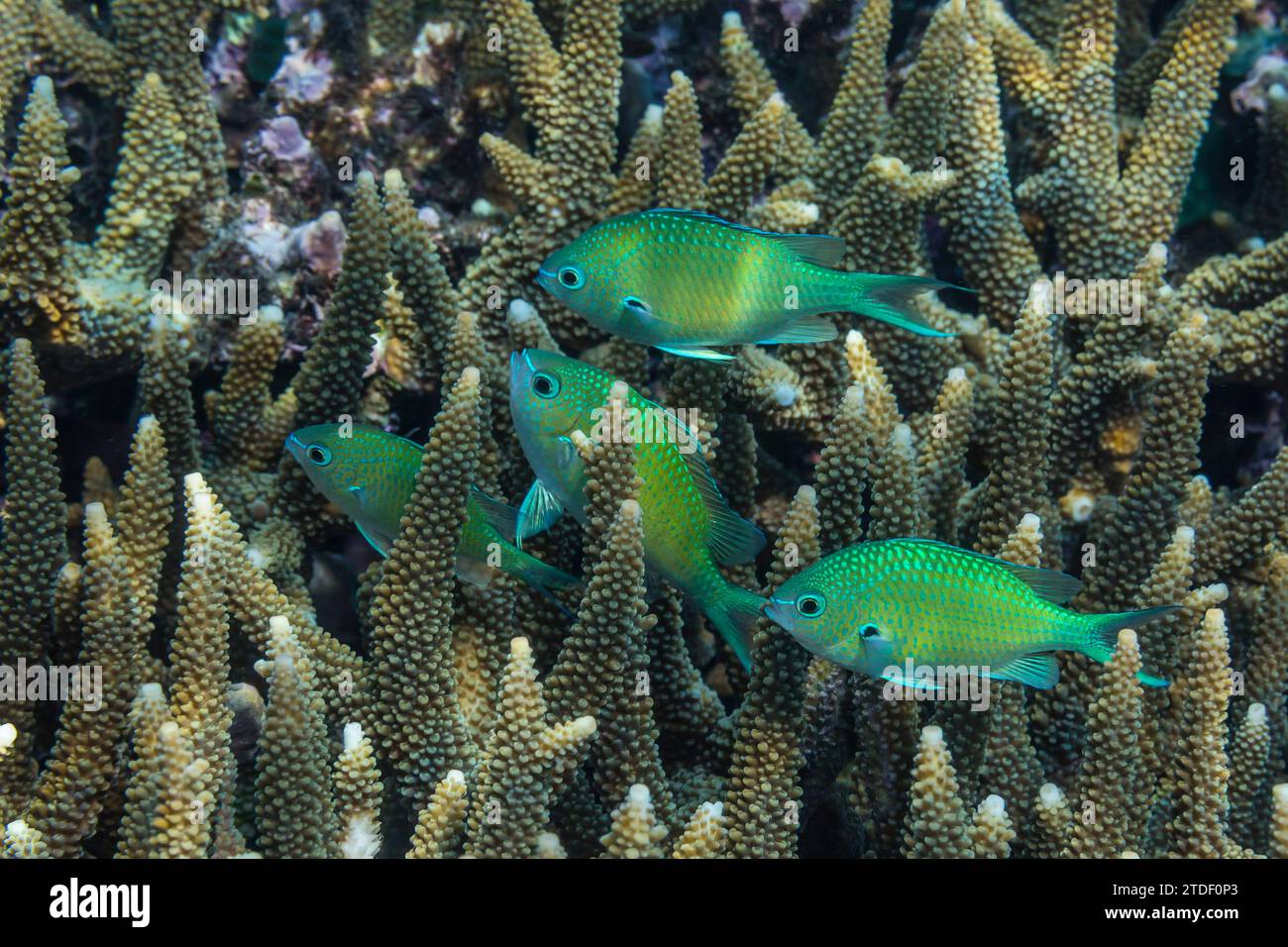 Adult blue-green chromis (Chromis virdis), on the reef off Kri Island, Raja Ampat, Indonesia, Southeast Asia Stock Photo
