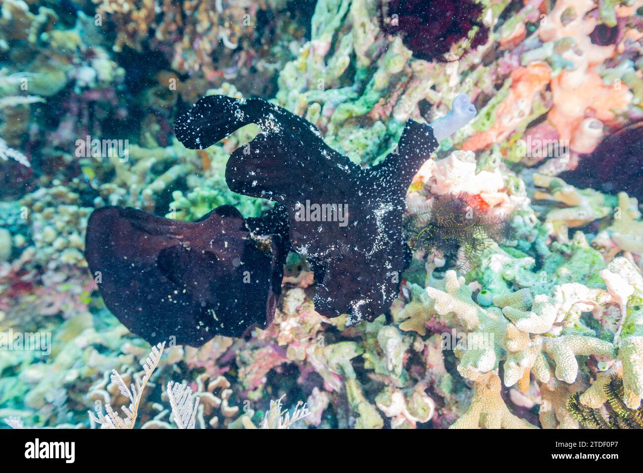 An adult painted frogfish (Antennarius pictus) camouflaged in black on the reef off Bangka Island, Indonesia, Southeast Asia Stock Photo
