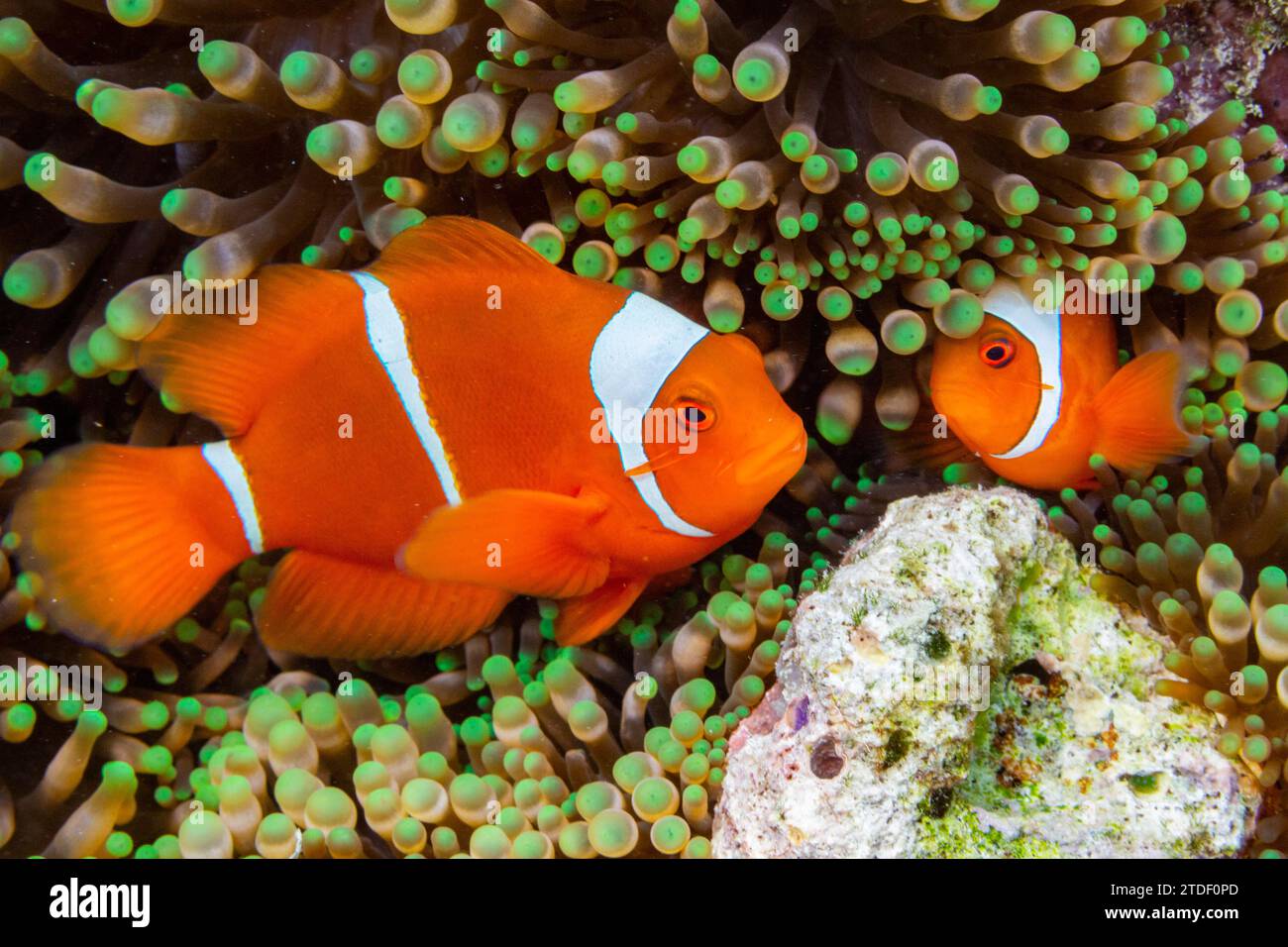 A pair of spine-cheek clownfish (Amphiprion biaculeatus), tucked into an anemone off Wohof Island, Raja Ampat, Indonesia, Southeast Asia Stock Photo
