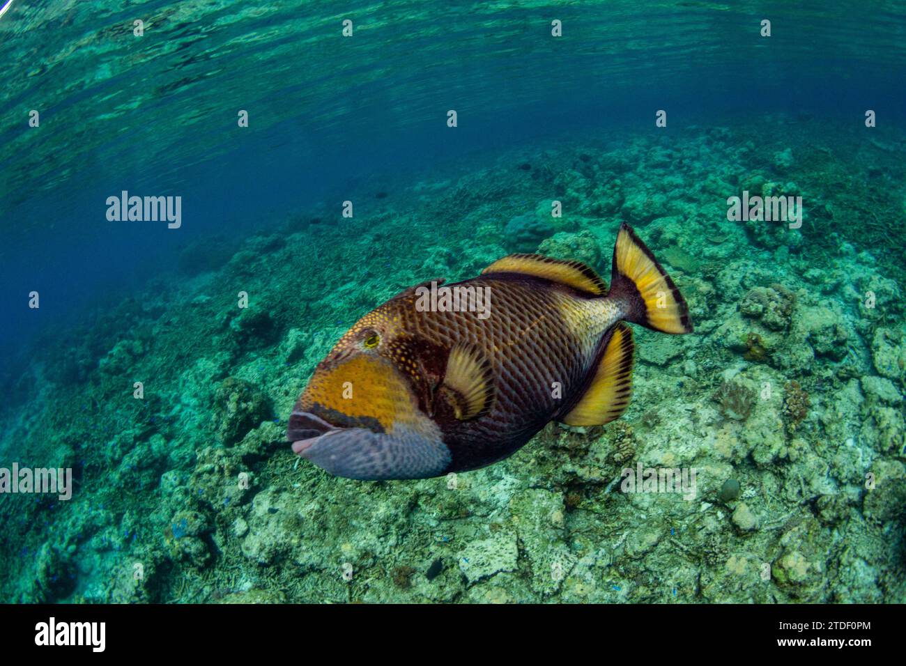 An adult titan triggerfish (Balistoides viridescens), on the reef off Bangka Island, Indonesia, Southeast Asia Stock Photo