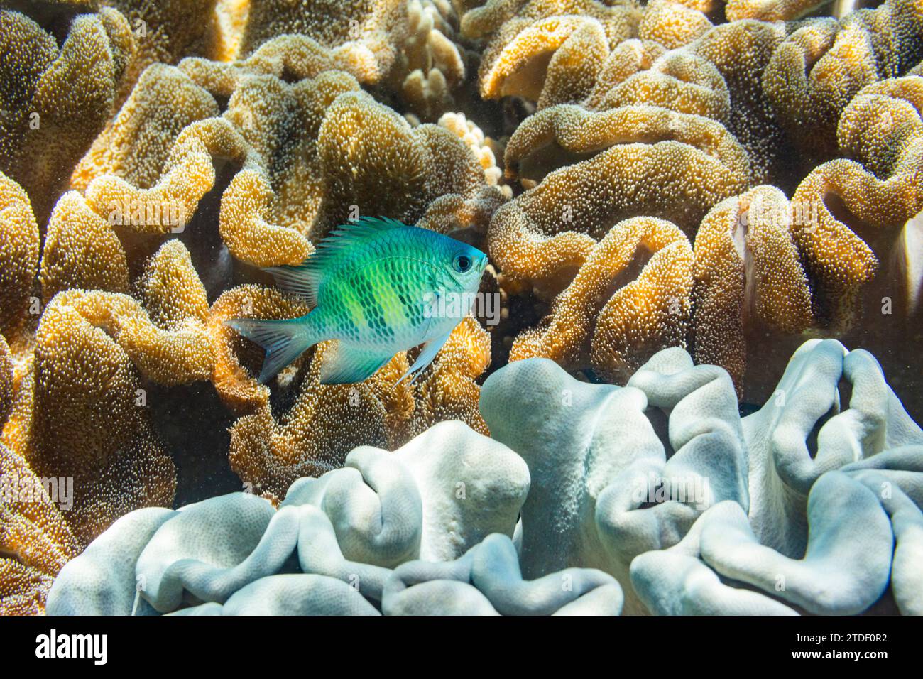 An adult Indo-Pacific sergeant major (Abudefduf vaigiensis) on the reef off Arborek Reef, Raja Ampat, Indonesia, Southeast Asia, Asia Stock Photo